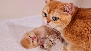 A Cat with Huge Eyes and her cute kitten named Pinky