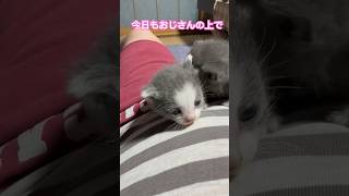 ネコと子ネコとおじさん　おじさんの上のニャンコ団子シリーズ　今日もワチャワチャ　#shorts #cat #cats #猫 #保護猫 #子猫