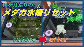 【メダカ水槽完全リセット！】コロナ禍ですることもないのでメダ活！10か月ぶりのリセット！おうち時間を楽しむ中の１つですね♪