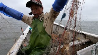 阿雄出海抓虾遇皮皮虾群，成群结队爬上网拉到手软，密密麻麻真多