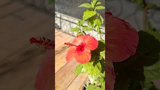 Hibiscus continues to shine. #hibiscus #red #flowers #гибискус #цветы #красота