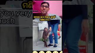 ସତରେ ଇଏ ମାଙ୍କଡ ନୁହେଁ ମଣିଷ ଟିଏ । #trending #ytshorts #monkey #odiacomedy