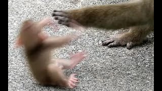 Baby monkey stunned by being pushed away by hand