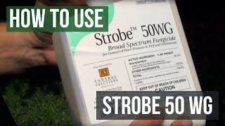 Strobe 50 WG Fungicide Azoxystrobin How To Use