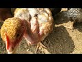 how to grow giriraja hens fast grow and laying in telugu