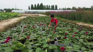 ハス栽培名人の花畑　河北省