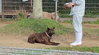 もう春☁りゅうきゅういぬ・琉球犬・ハナちゃん💛Ryukyu_Dog・・・沖縄こどもの国・Okinawa Zoo \u0026 Museum(20220404)