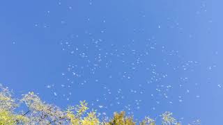 An amazingly beautiful bush full of flying seeds