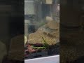 【飼育】オイカワ shorts 水槽 飼育 fish 川魚 オイカワ