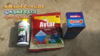 குண்டுமல்லி செடியில் பூ கருகல் நோய்க்கு என்ன மருந்து  தெளிக்கலாம்