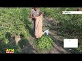 ফল চাষে সফল ঠাকুরগাঁওয়ের সিদ্দিক thakurgaon lemon garden atn news