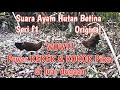 KEKEK dan KOKOK Pikat Ayam Hutan Betina F1 Perdana Turun Ke Belukar.