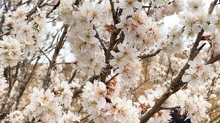 母のサクランボの花、今年も咲いた