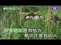 為何你愛著別人~羅時豐 u0026陳美鳳~合g調~伴奏~導唱丙