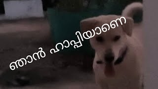 എന്തൊക്കെയോ കൈപ്പിടിയിൽ ഒതുക്കിയ സന്തോഷം#pets play time#cutedog #pawspots