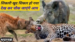 क्या होगा जब शिकारी खुद शिकार होने लगें तो? Animal Hunting Video !! How Animal Hunt? Animal Hunt !!