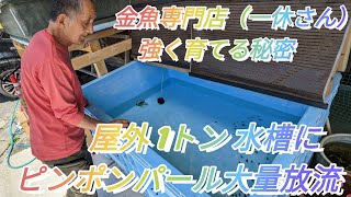 愛媛県 金魚屋 一休さん ピンポンパール稚魚ついに屋外飼育‼️