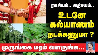 ரகசியம்.. அதிசயம்.. உடனே கல்யாணம் நடக்கணுமா ? முருங்கை மரம் வளருங்க... Murungai Maram | Moringa tree