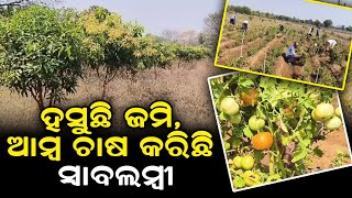 Mango Plantations Are Reviving Livelihoods In Nuapada | Nuapada Farmers | Odisha Sambad