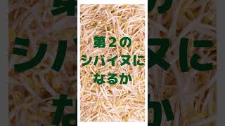 【第二の柴犬！？】誕生していきなり４８０倍‼最新イヌ系魔界コイン発見‼#shorts