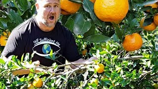 How to Stop Tree Branch BREAKING Under Weight of Fruit AMAZING Garden Hack