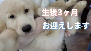 【飼育準備から】ゴールデンレトリバーの子犬をお迎えしました【飼育当日まで】