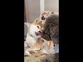 耳かきしてから匂いを嗅ぐデカ柴犬 big shiba inu sniffing after ear cleaning shorts 耳かき 柴犬