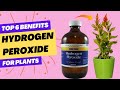 Top 6 Benefits Hydrogen Peroxide For Plants