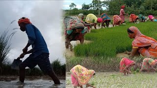 Rainy Season Rice 🌾 Farming | ବର୍ଷା ଦିନିଆ ଧାନ ରୁଆ କାମ l ricefarming #ricefarming