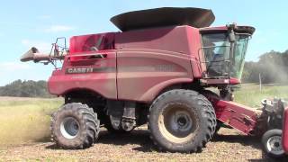 Case IH 8240 Combine Cutting Green Stem Soybeans