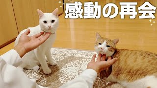 一週間ぶりにパパと再会した子猫達の姿に涙が出ました[兄弟子猫]