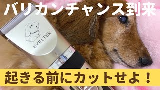 バリカンチャンス到来！17歳わんこのカットシーン！　ミニチュアダックスフンド