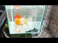 バルーンオランダ 金魚 goldfish oranda