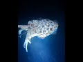 Baby cuttlefish #cuttlefish #shortsvideo #trending #viralvideo #nigthspearfishing