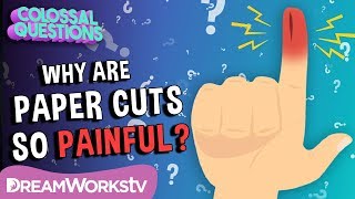 Why Do Paper Cuts Hurt So Much? | COLOSSAL QUESTIONS