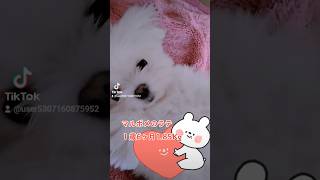 【超小型犬動画】小さくてもふもふ　#マルチーズ　#ポメラニアン　#ミックス犬　#マルポメ　#dog 　#いぬ　#犬