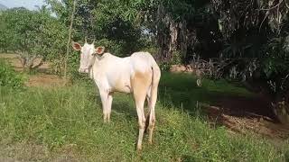 Beauty Queen Hallikar Heifer | Gavinagamangala Magadi Taluk