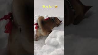 2.8今日の僕☆今日も雪まみれで遊んだ、遊んだよぉ⛄️