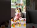 Calico cat eats special delicious Gummy Bear #funny #memes #cat #pets #comedy