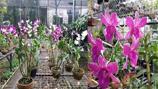 RAHASIA Menanam ANGGREK di Pot bisa Cepat Berbunga - How to Grow Orchid