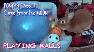 Rabbit Playing Balls｜ボールを遊ぶうさぎ #036