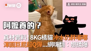 不愧是橘貓！8KG胖喵沖水仍胖嘟嘟！渾圓翹臀超Q彈｜貓｜寵物｜真材實料