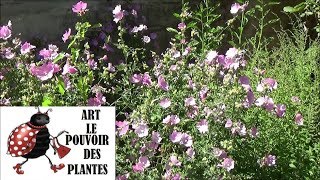 Jardin: Taille et entretien Malva alcea fastigiata (mauve): Plante vivace