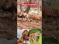 Singa vs Harimau#feedshorts #viral #alam #hewan #singa #harimau