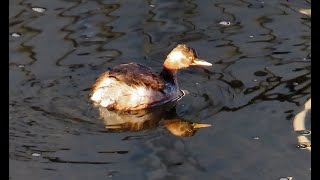 カイツブリ狛江地区 2025 02 07 #カイツブリ #野鳥 #birds #wildlife #nature #自然観察ぶらり散歩