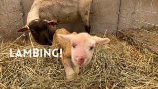 It's Lambing Time!!! Our First Lamb is Born.  Lambing Farm Vlog # 2