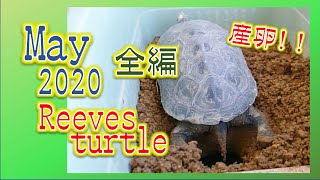 [Turtle laying eggs] Reeves turtle/Kameko's state in May.