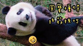 圓寶在樹上一面伸展一面看向遊客，圓寶說：偶可愛嗎？|熊貓貓熊The Giant Panda Yuan Yuan and Yuan Bao|台北市立動物園