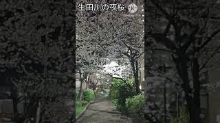 【神戸観光】夜桜『生田川の桜』地元民に愛される桜並木　#shorts