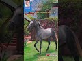 youtubeshorts shorts shortsfeed horselover viral trend colt peshwa sired by marwadi stallion arabud